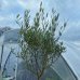 Olivovník európsky (Olea europaea) (-12°C) - obvod kmeňa 8/10 cm, výška 140-170 cm, kont. C45L 